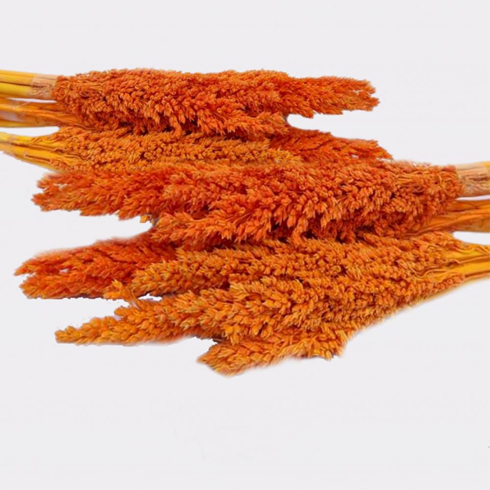 6x Cantal Grass Bunch - Orange