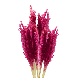 6x Cantal Grass Bunch - Pink