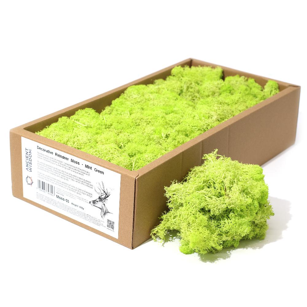 Quality Decorative Reindeer Moss - Mint Green - 635g Box