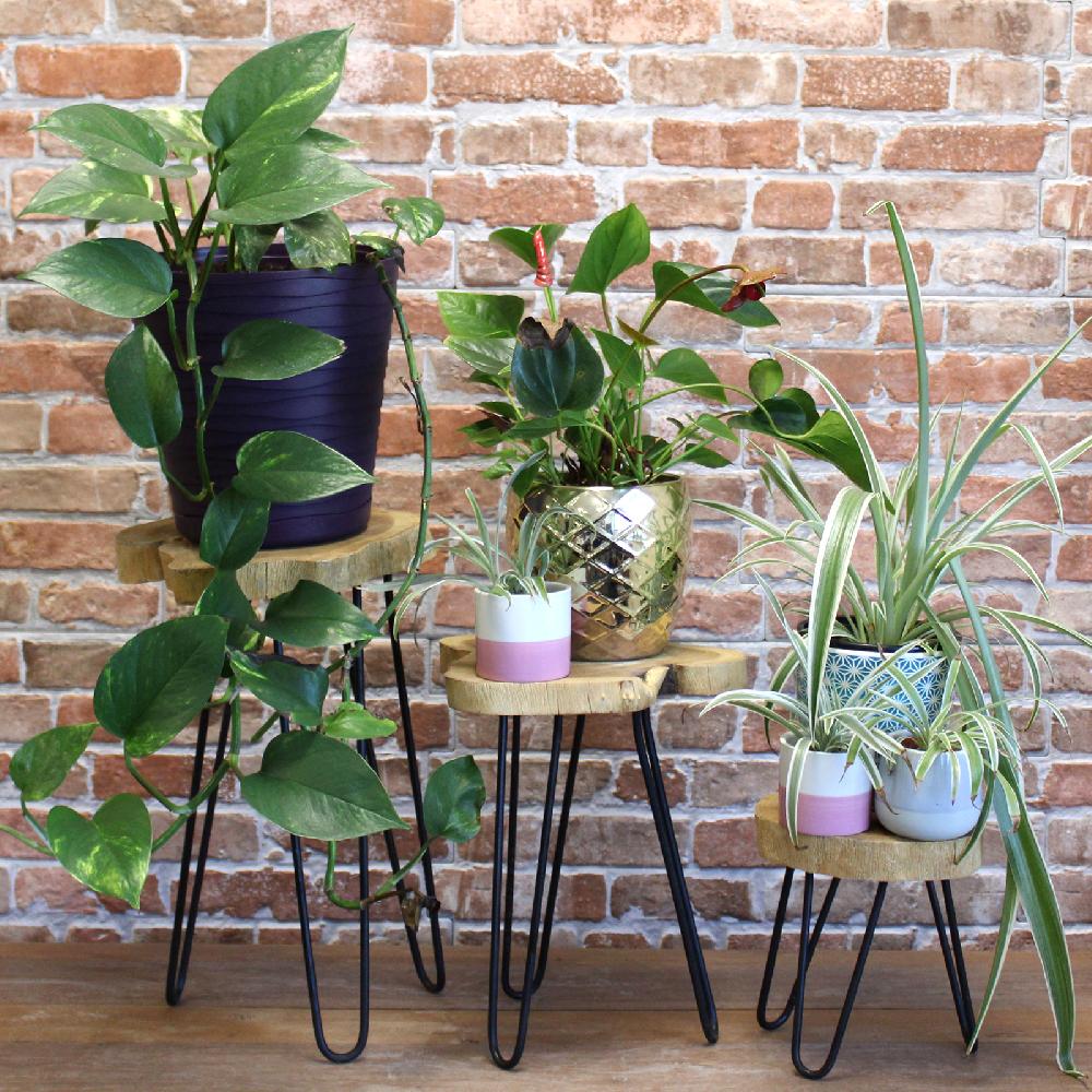 Set Of 3 Gamal Wood Plant Stands - Natural