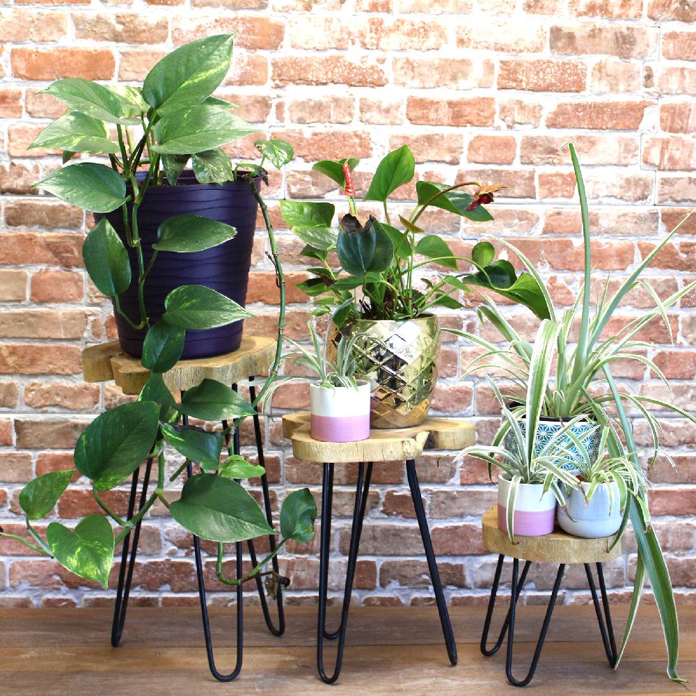 Set Of 3 Gamal Wood Plant Stands - Natural